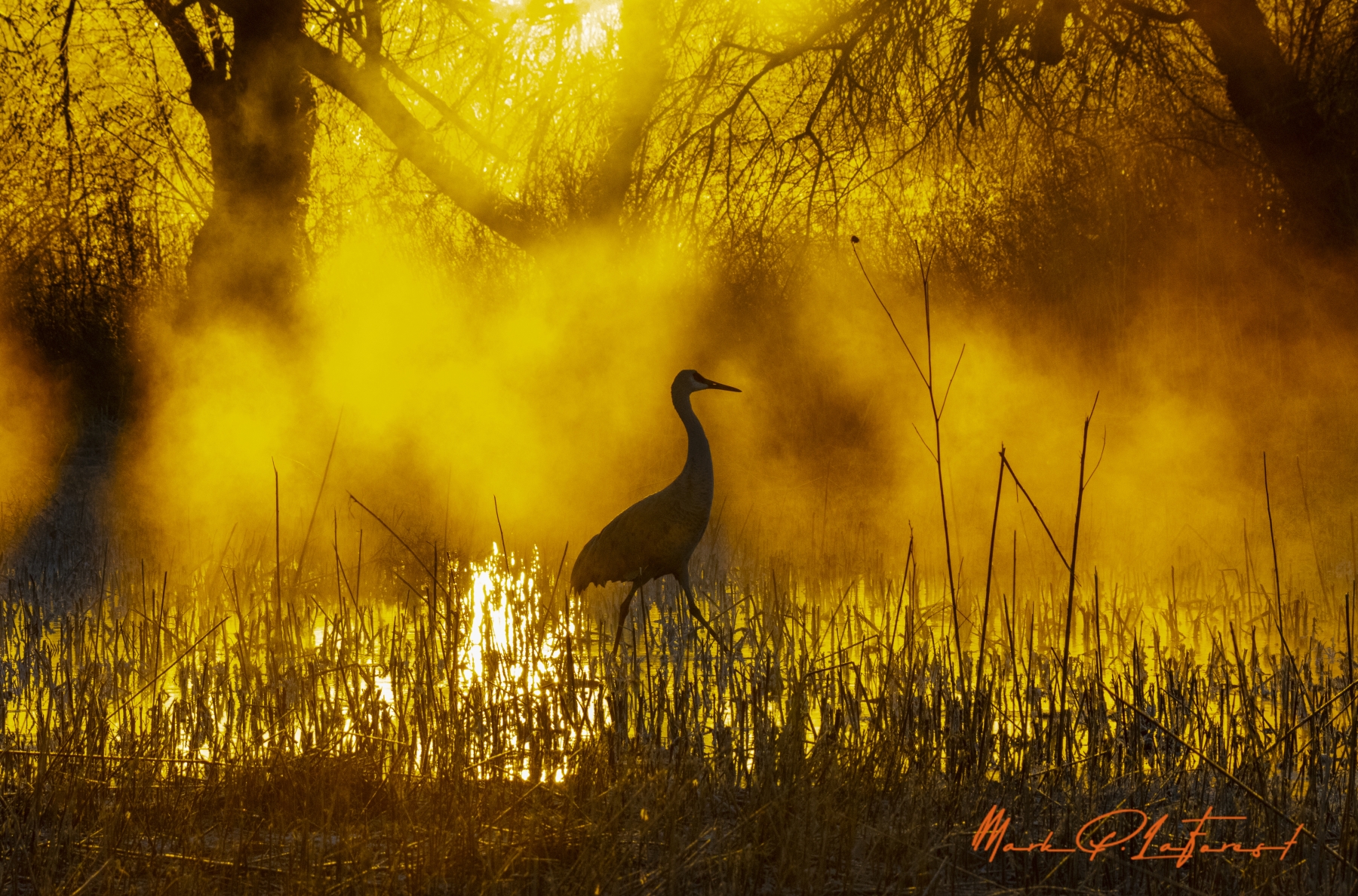 /gallery/north_america/USA/NM/benardo wildlife area/Benardo Wildlife Area Dec 2022-005_med.jpg